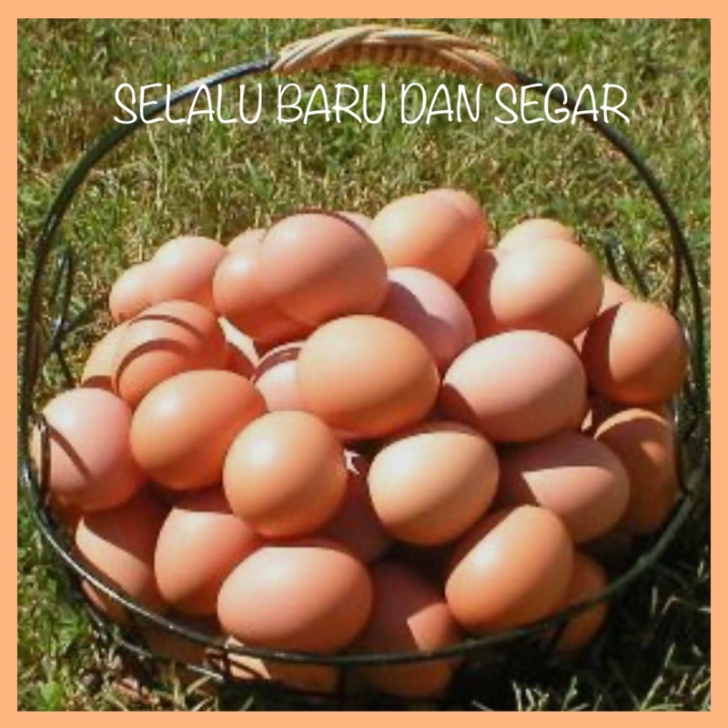 TELUR AYAM NEGERI SELALU BARU &amp; SEGAR [15butir] | Khusus SURABAYA dgn GO SEND / GRAB