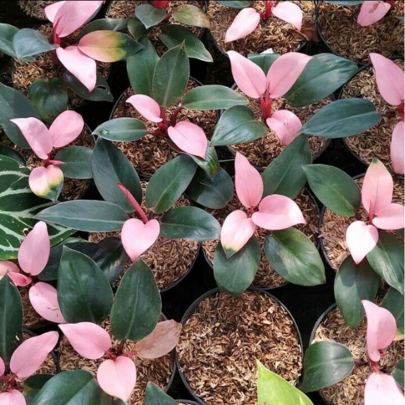 Tanaman hias philodendron pink congo - Philodendron pink congo - Philo pink congo