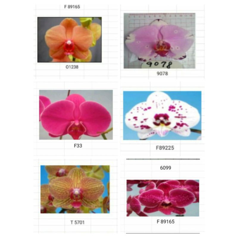 ANGGREK BULAN TAIWAN KONDISI SPIKE