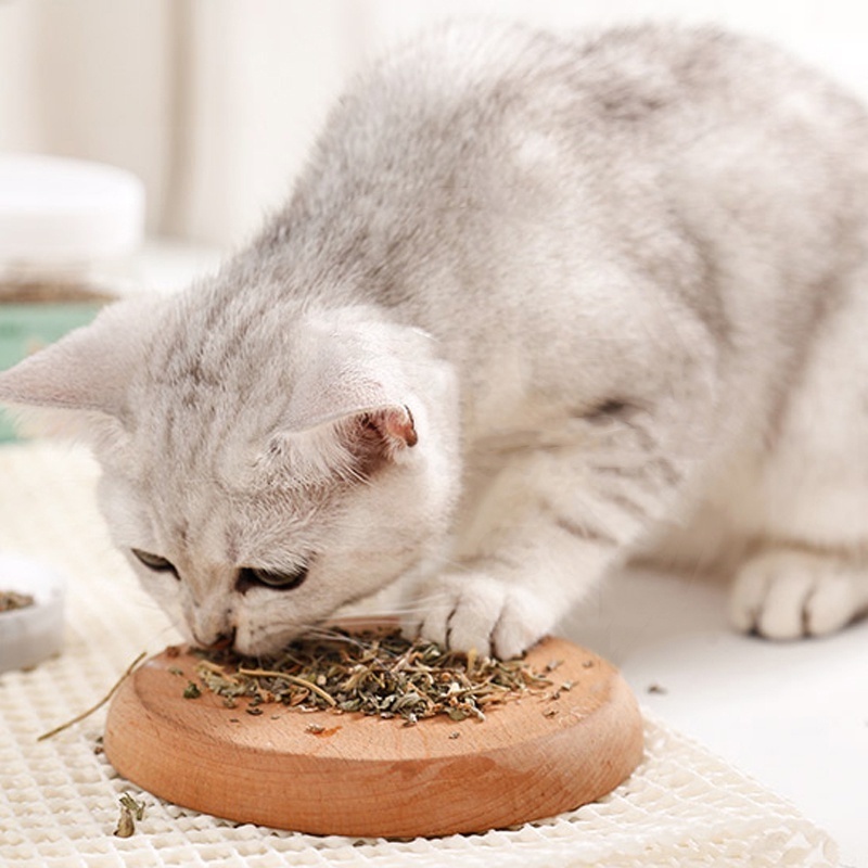 Catnip catmint kucing snack mint powder snack hewan peliharaan kucing pelengkapan