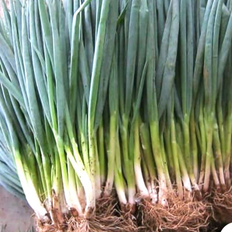 Benih Biji Daun Bawang