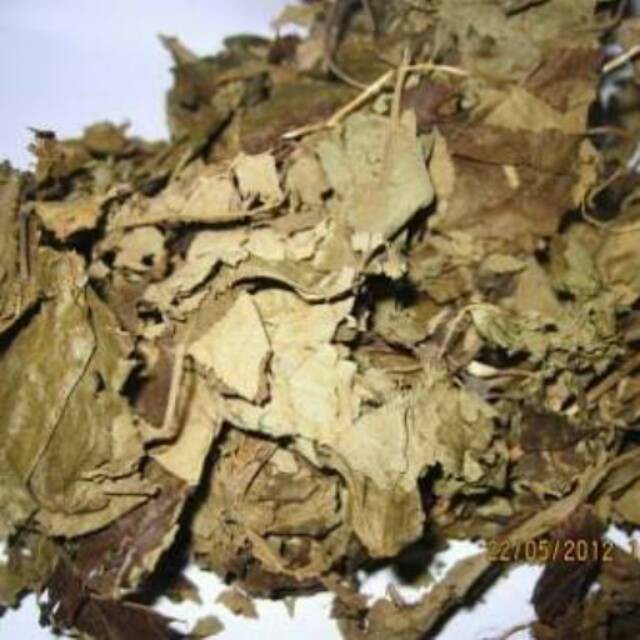 Daun Jati Belanda