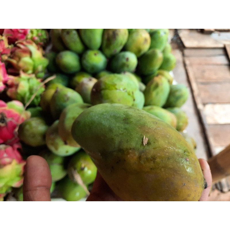 

mangga harumanis probolinggo