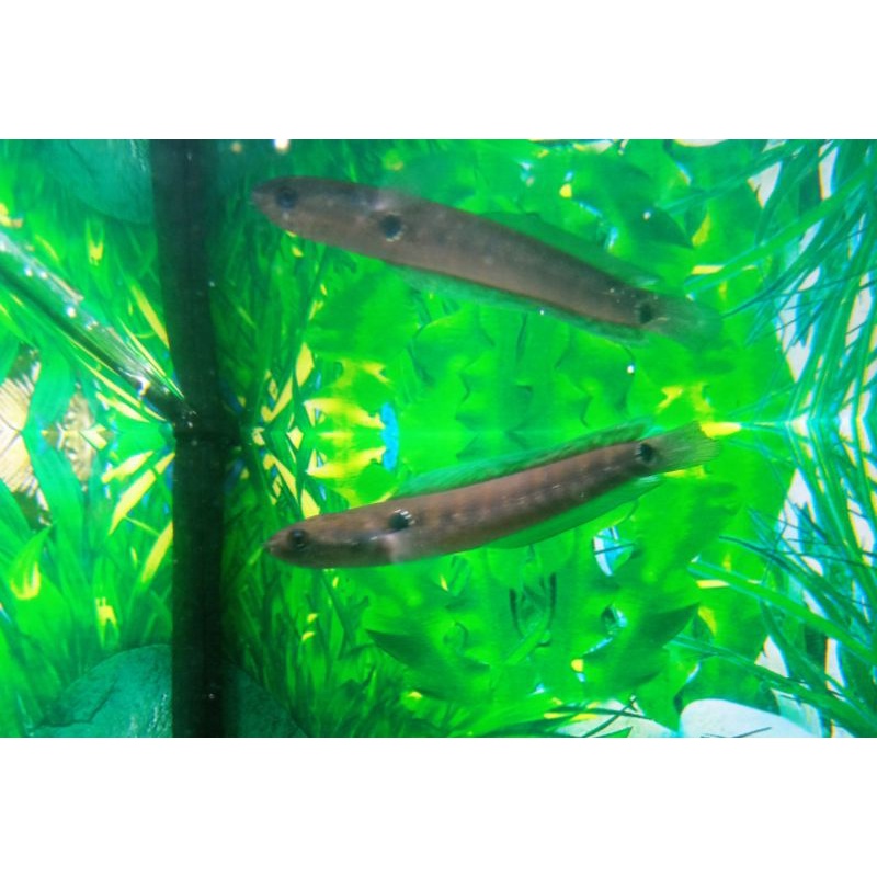 Channa Asiatica RS Pure grade A