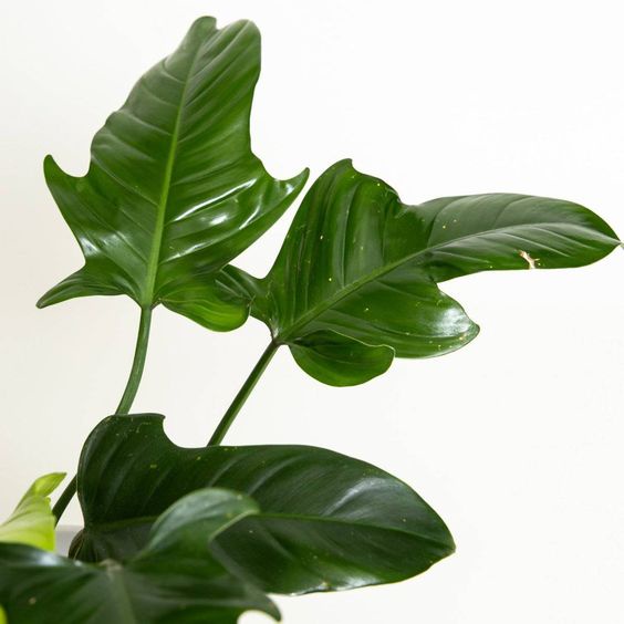 tanaman hias philodendron ecuadorian canoe