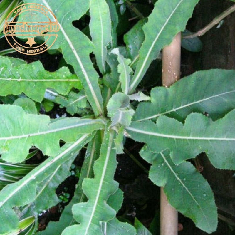 

Daun Tempuyung Segar 1,kg / Daun Tempuyung / Di Ambil Langsung