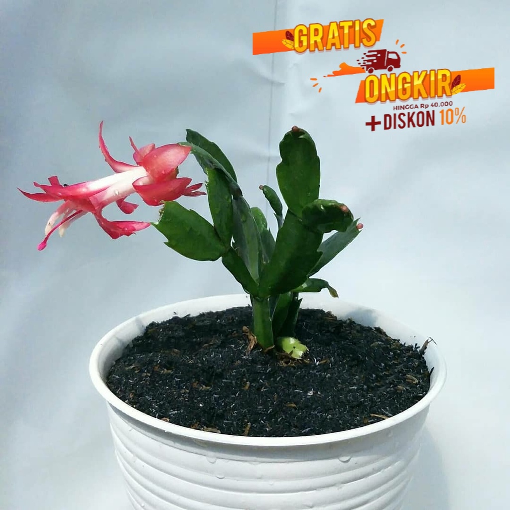 TANAMAN KAKTUS KEPITING WIJAYA KUSUMA PROMO COD MURAH BIBIT BENIH TANAMAN HIAS /BUNGA HIDUP TANAMAN 