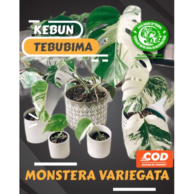 Monstera Variegata Ekonomis