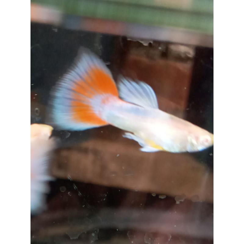 ikan guppy (ARS) albino red ski pasangan