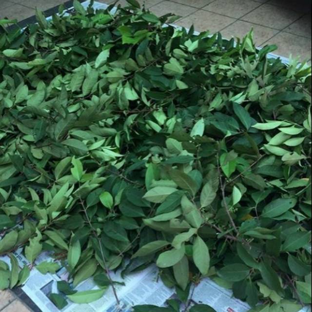 

Daun salam organik 100gram