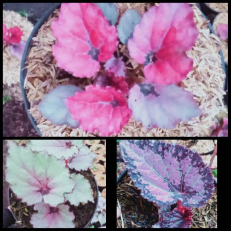 paket 3 jenis begonia