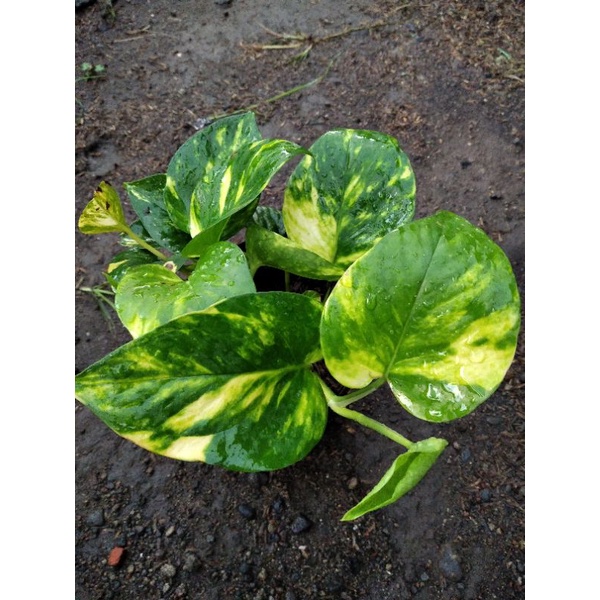 sirih gading varigata kuning