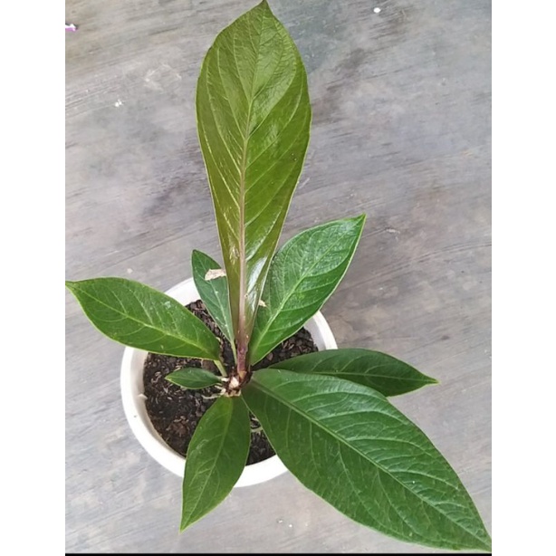 Tanaman Hias Anthurium Jemani kol