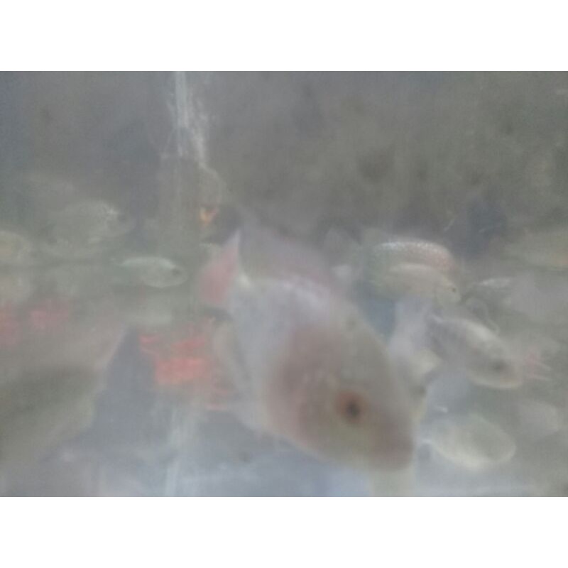 ikan hias louhan king kamfa