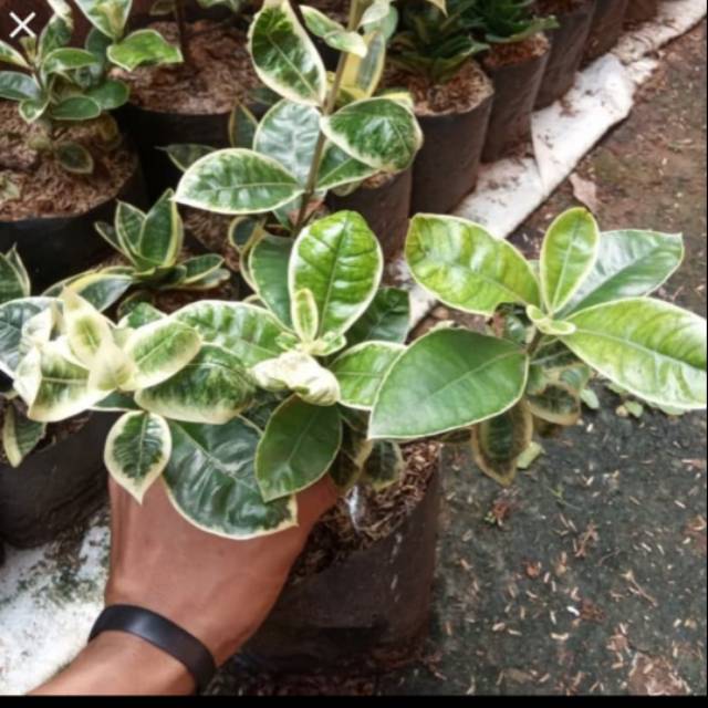 POHON ASOKA VARIEGATA - tanaman hias asoka variegata asoka salju