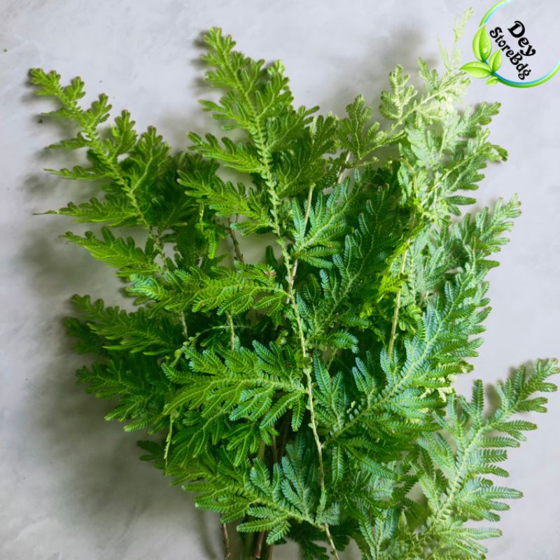 

daun cakar ayam segar per 300 grm