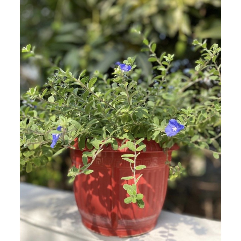 Tanaman hias bunga biru blue eye bisa di gantung taru pot indoor dll-bunga hidup-bunga gantung hidup