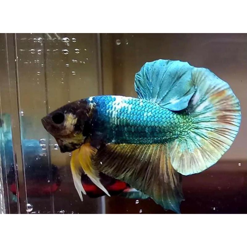 CUPANG AVATAR,COOPER,PLAKAT,YELLOW,GIANT,GORDON,AVATAR GOLD..ANAKAN SIZE S..WARNA SDH NOTOL