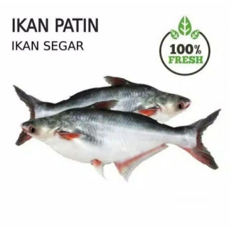 

IKAN PATIN SEGAR/KG