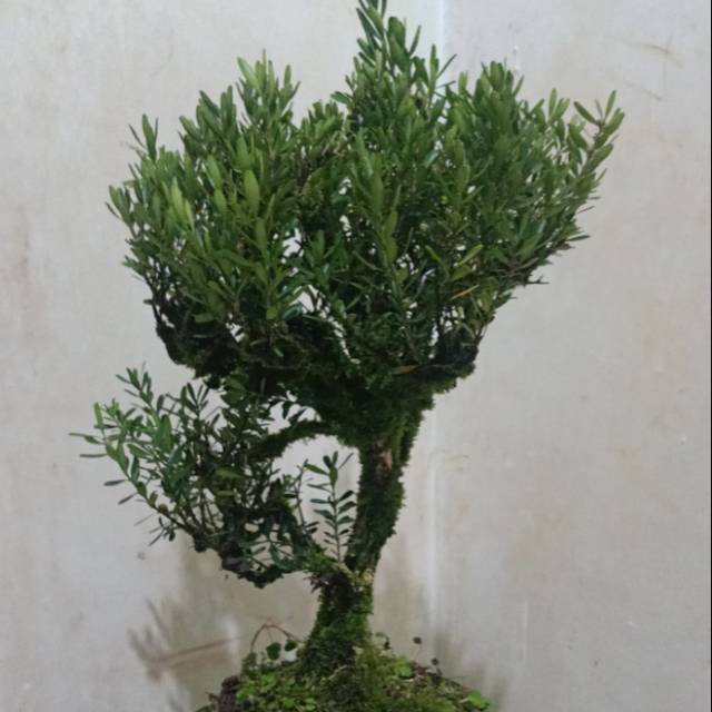 Bonsai boxus batang besar tanaman hias pohon bosai boxus