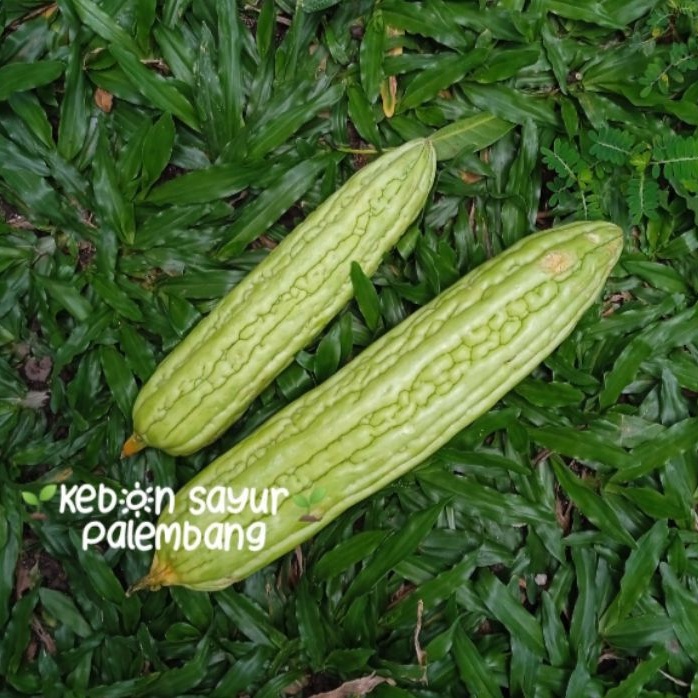 

Kebun Sayur Pare Hijau 1 pcs