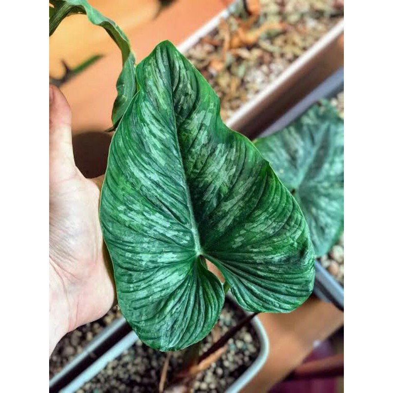 Philodendron mamei