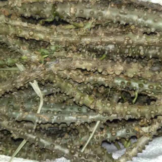 

Antawali segar 1 kg