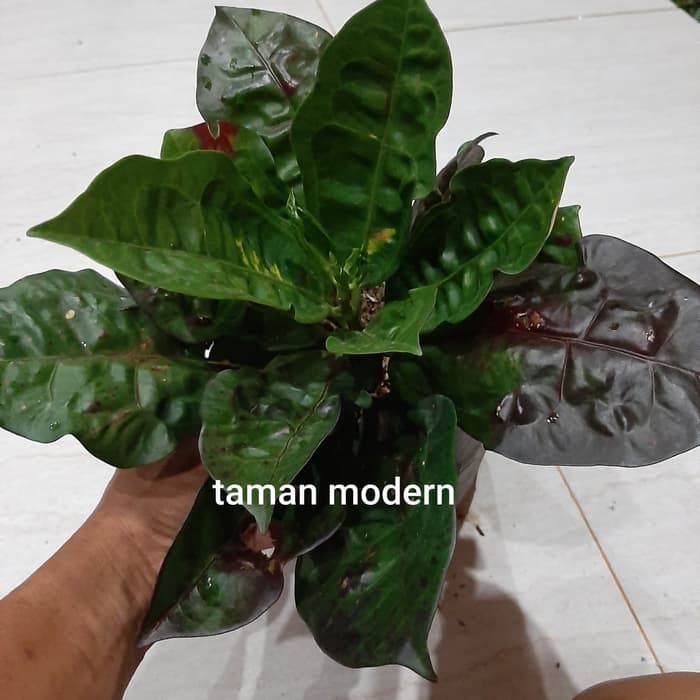 POHON PURING KURA-tanaman puring kura