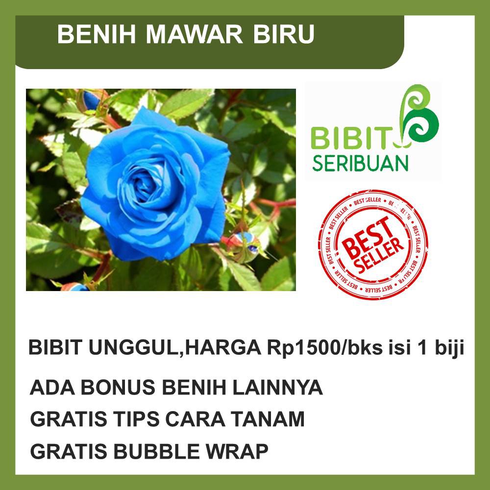 Paling Populer 27 Bunga  Mawar  Biru  Indonesia  Gambar 