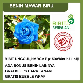 BIBIT BUNGA MAWAR BIRU BLUE ROSE IMPORT BENIH SEED BIBIT BUNGA MAWAR BIRU BLUE ROSE IMPORT BENIH SEED