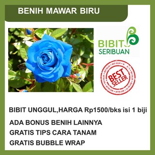  BIBIT  BUNGA  MAWAR  BIRU  BLUE ROSE IMPORT BENIH SEED 