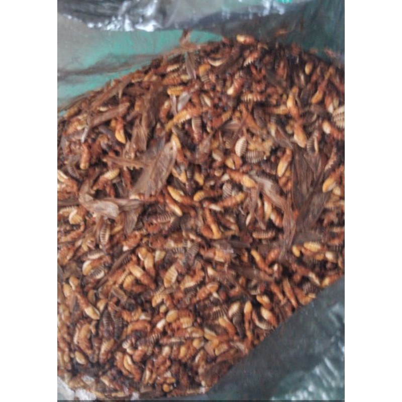 umpan Laron / Silaru