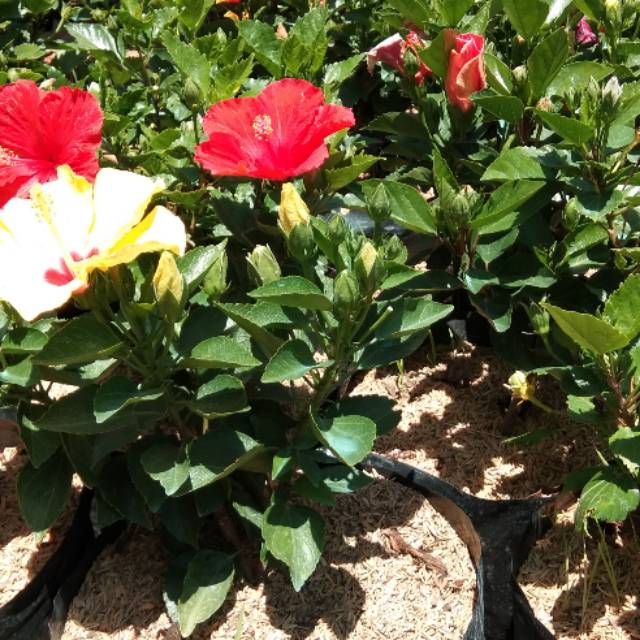 Bunga Sepatu Bangkok