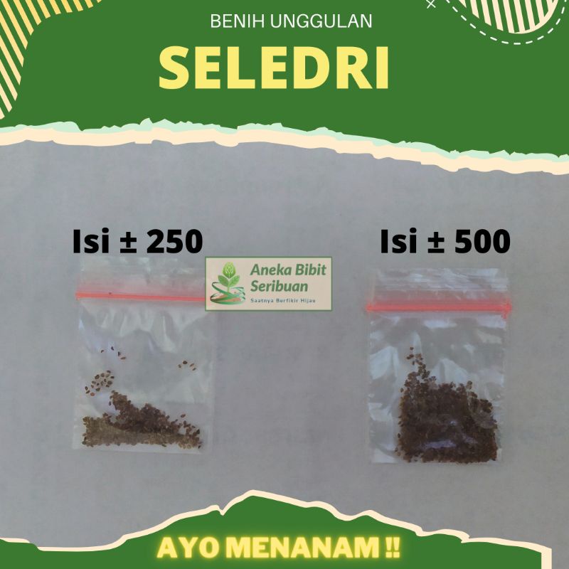 500 Benih Seledri Amigo bibit seledri pilihan terbaik