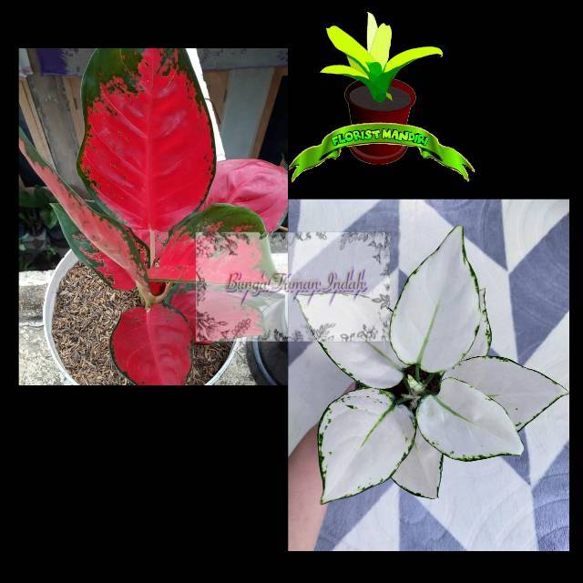 PAKET HEMAT AGLONEMA MERAH PUTIH (SUKSOM JAIPONG &amp; SUPER WHITE bunga taman indah
