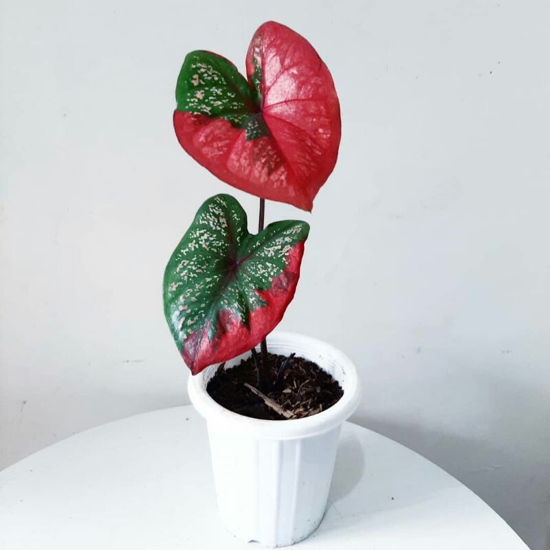 Bonggolan Caladium Baret/Bunga Hias kaladium Baret/Keladi Merah/Kaladi Baret Murah/Talas SALE