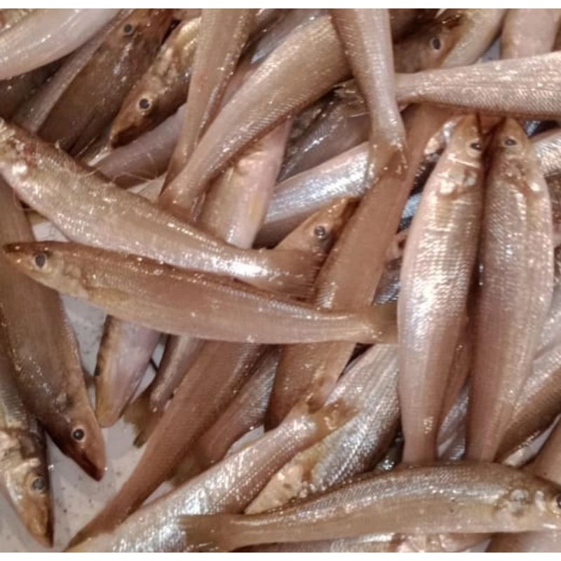 

ikan rejung/ikan kacapiring fresh (500 gram)