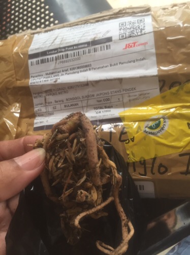 Suksom Jaipong Anakan/suksom Jaipong Bonggolan 2~3 Helai