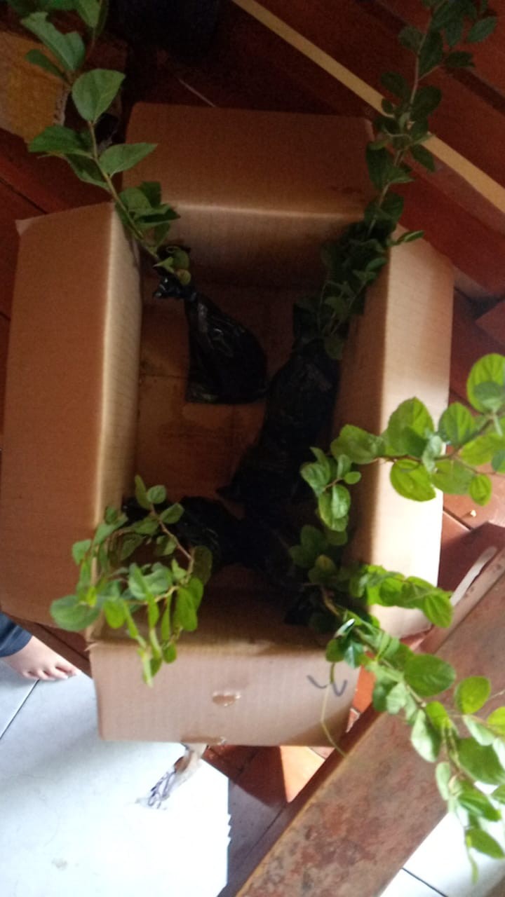 Murah Bibit Pohon Bidara Arab Unggul