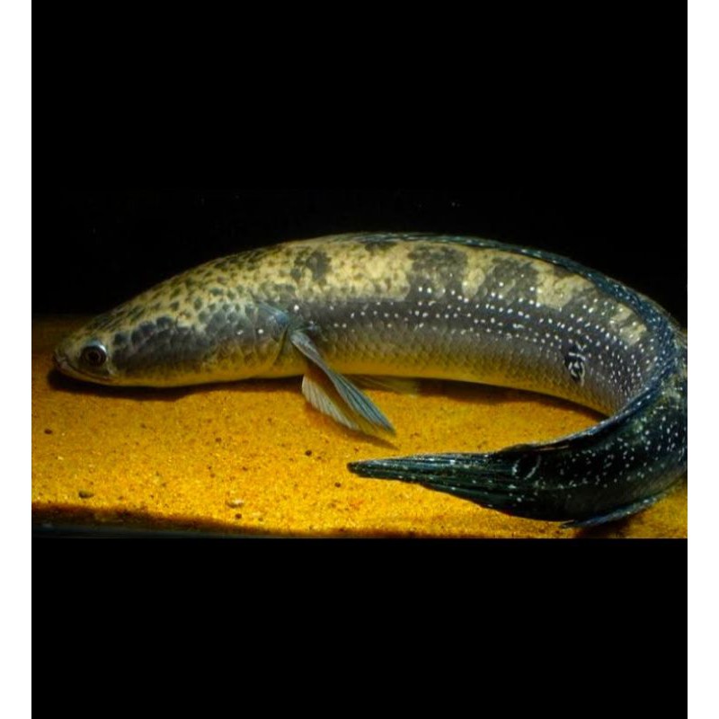 Channa Green Marulius Size 16-17Cm