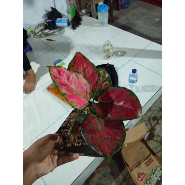 AGLONEMA_DUT_ANJAMANI_REMAJA