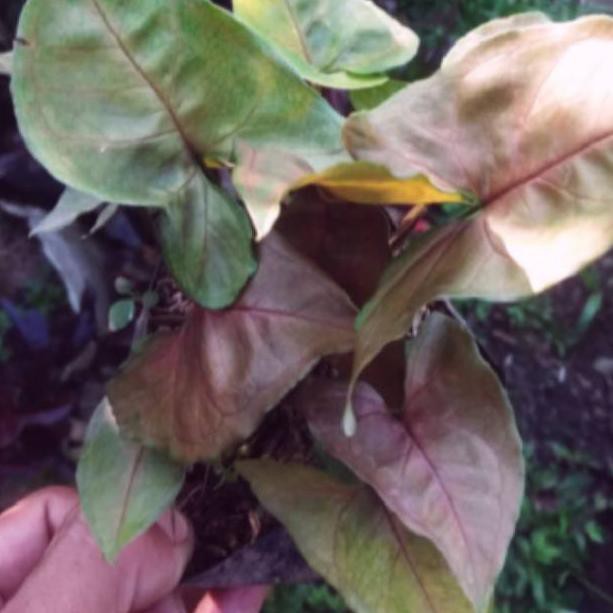 

Baru Singgonium coklat daun kecil