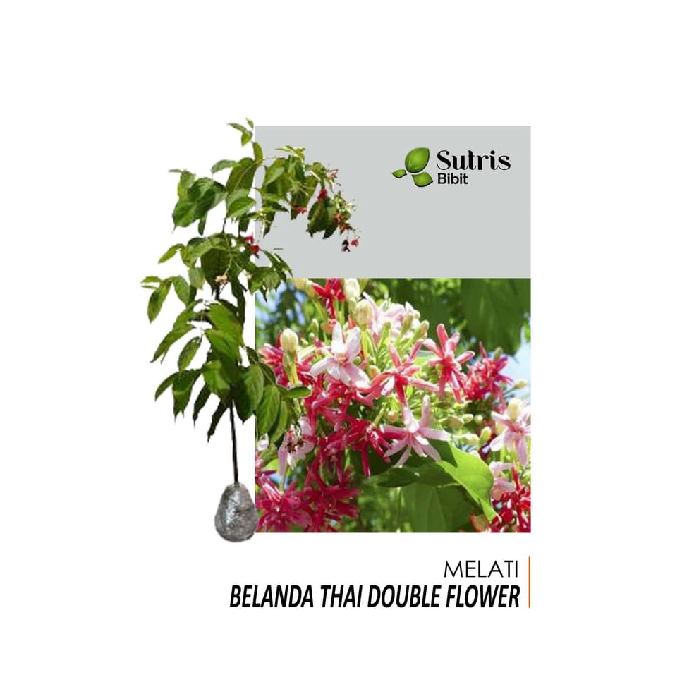 Bibit Tanaman Bunga Melati Belanda Thai Double flower