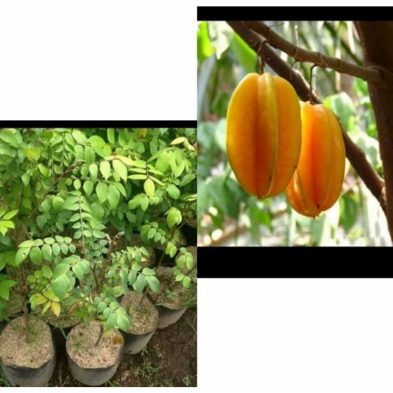 Bibit pohon belimbing bangkok merah/Tanaman buah belimbing bangkok