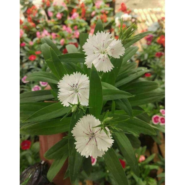 bunga anyelir/dianthus putih