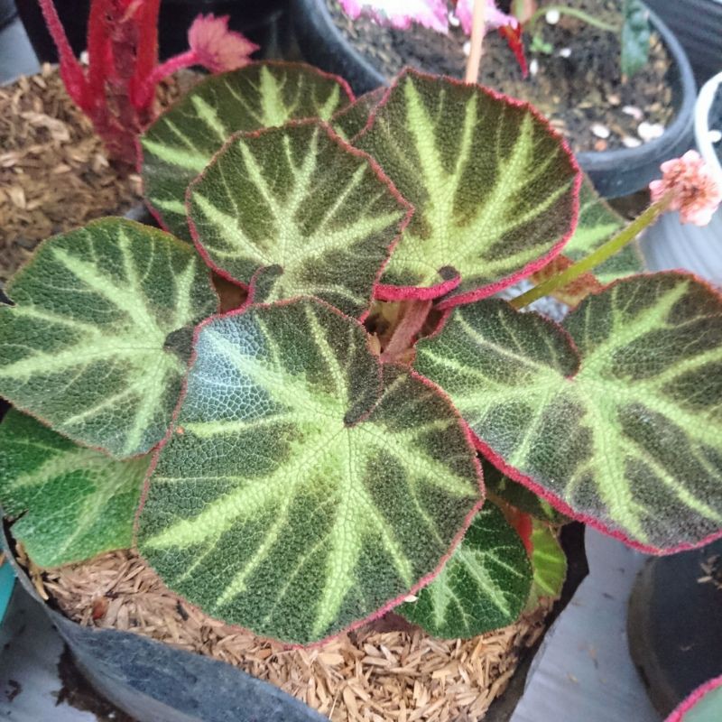 begonia karpet/alur hijau