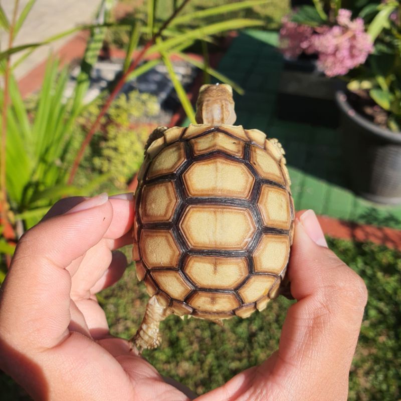 Baby Sulcata 6cm dotless thinline cerah free pelet atau kalsium