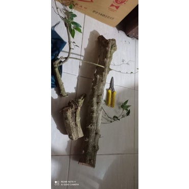 bahan bakal anting putri batang besar..