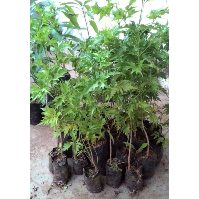 Paket 1 Ons Benih Biji Pohon Kayu Cendana NTT Wangi Termurah