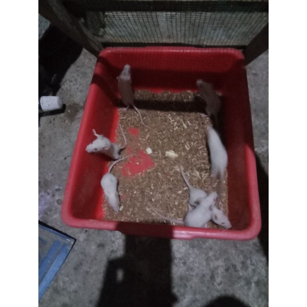 rat sapih / tikus putih